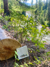 Rainbow Trout Coasters